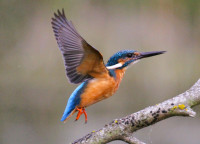 RSPB Lakenheath Fen